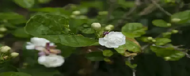 茉莉花怎么过冬