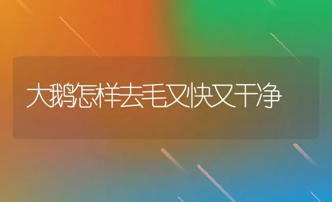 大鹅怎样去毛又快又干净 | 养殖资讯