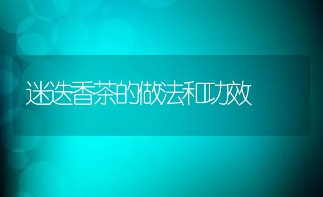 迷迭香茶的做法和功效 | 养殖资料投稿