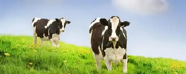 奶牛泌乳期多少天