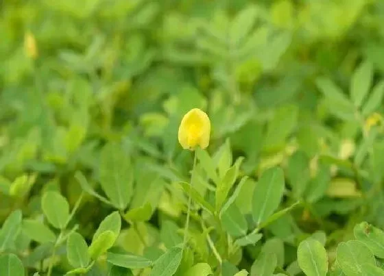 种植前景|春花生什么时候收获 在几月份收获好