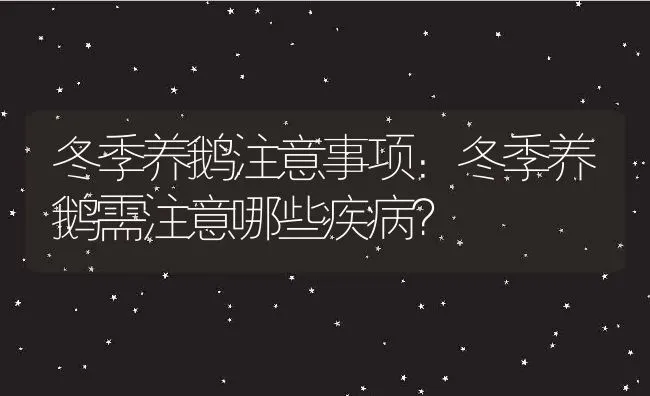 冬季养鹅注意事项：冬季养鹅需注意哪些疾病？ | 养殖资讯