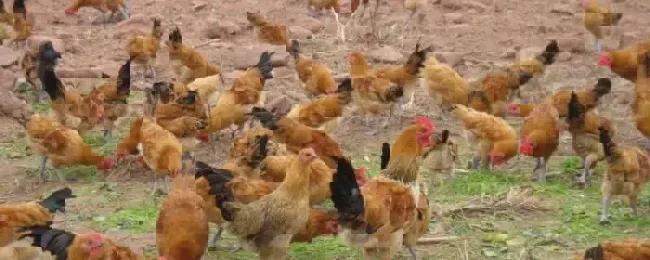 鸡站不起来吃土霉素怎样让鸡的食欲增加