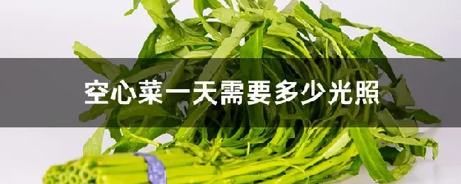 空心菜一天需要多少光照