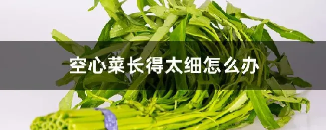 空心菜长得太细怎么办