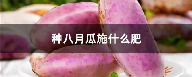 种八月瓜施什么肥