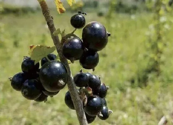 种植前景|黑加仑种植条件 适合什么地方种植