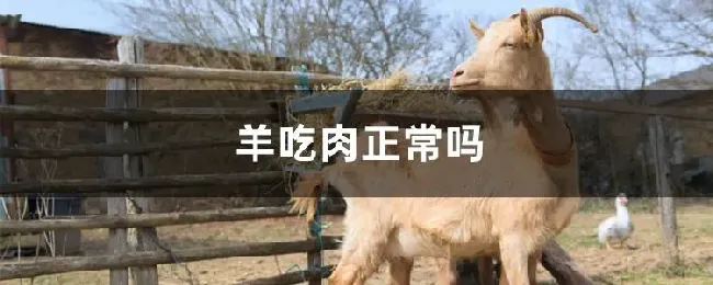 羊吃肉正常吗