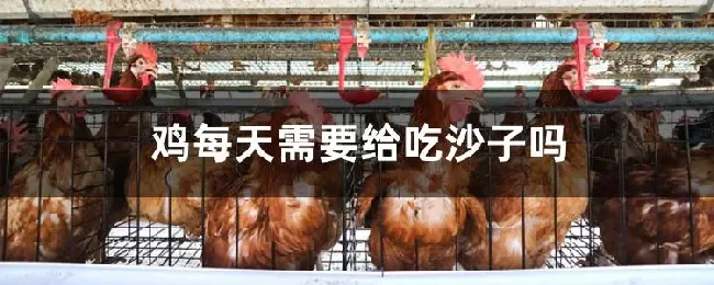 鸡每天需要给吃沙子吗