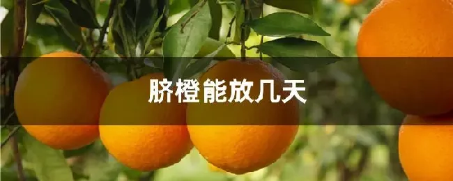 脐橙能放几天