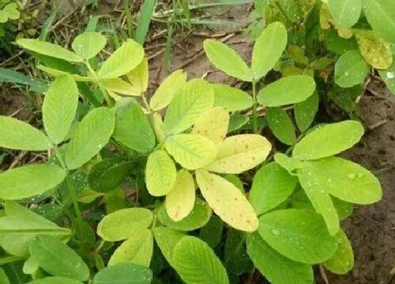 农作物|沙土地适合种什么农作物 适合沙地种植的经济作物