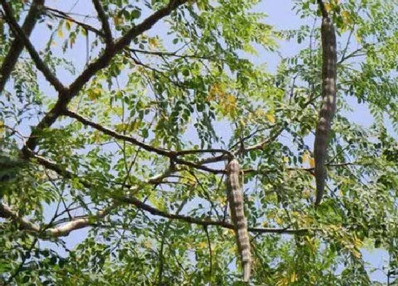 种植前景|辣木种植条件 适合在哪些地方种植