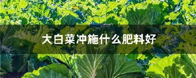 大白菜冲施什么肥料好