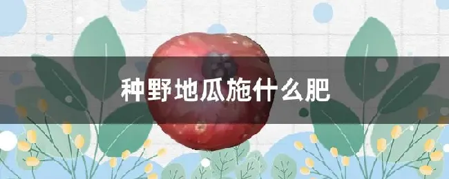 种野地瓜施什么肥