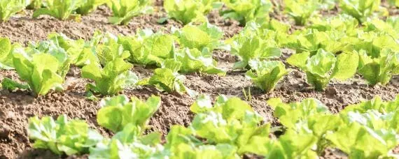 8月份种植什么蔬菜