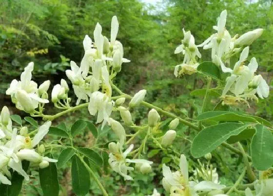 种植前景|辣木种植条件 适合在哪些地方种植