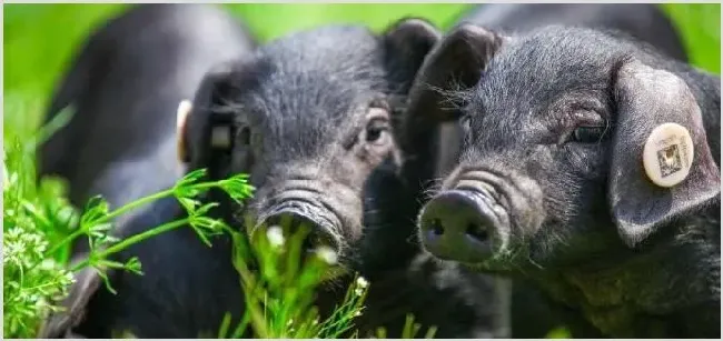养猪喂食的最佳时间与量介绍 | 农业养殖资讯