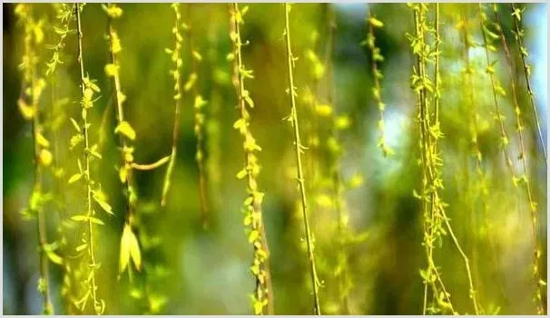 柳芽有什么功效和作用？多少钱一斤？（附种植技术） | 致富养殖项目