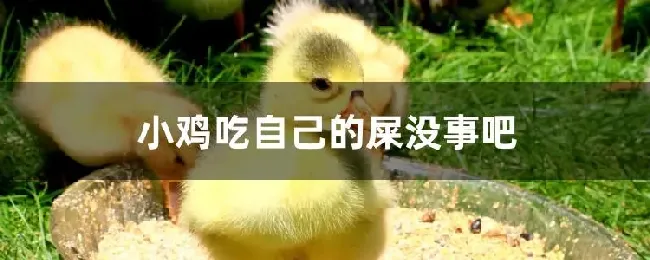 小鸡吃自己的屎没事吧