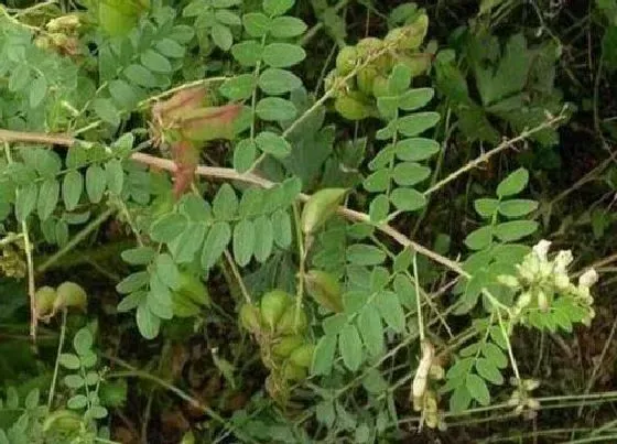 种植前景|黄芪的种植条件 种植地方的气候条件