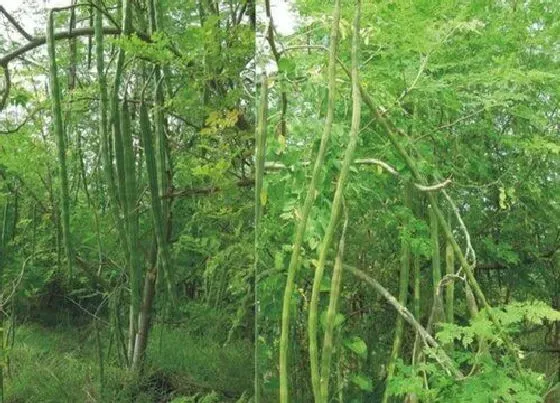 种植前景|辣木种植条件 适合在哪些地方种植
