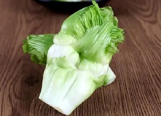 蔬菜|儿菜和榨菜是一种菜吗