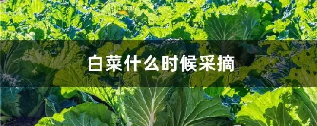 白菜什么时候采摘