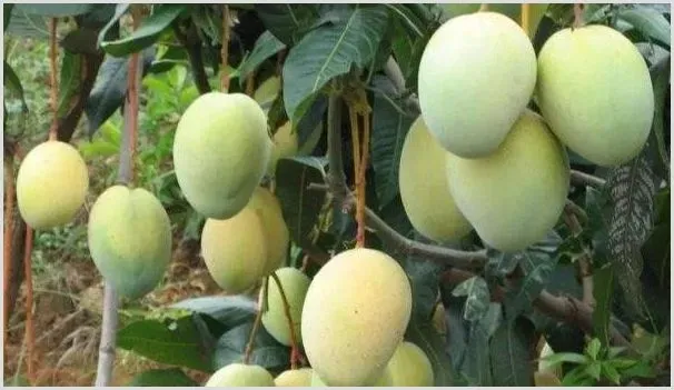 2021年芒果价格多少一斤？芒果价格为何下跌？ | 热门养殖项目