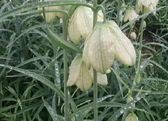 种植前景|种植贝母赚钱吗 种植技术及亩收益