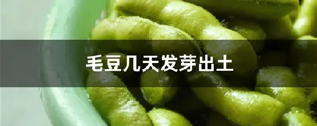 毛豆几天发芽出土