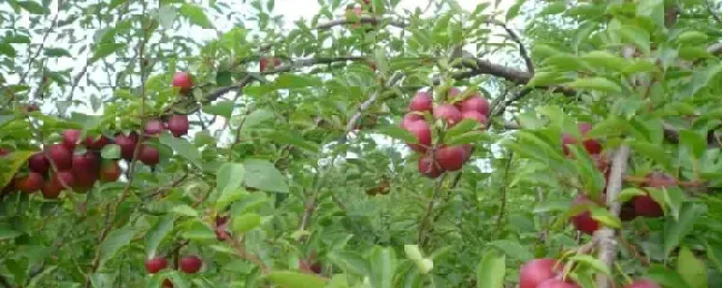 钙果苗适合什么地方种植什么时候发芽