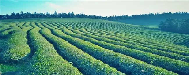 茶树掉叶病害怎么治