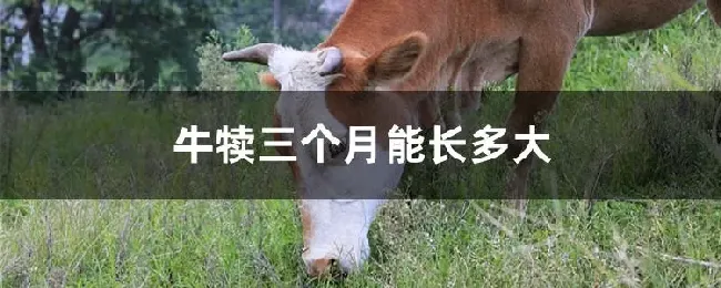 牛犊三个月能长多大