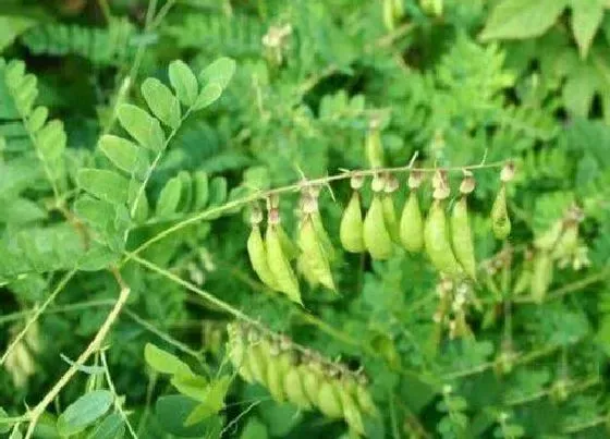 种植前景|黄芪的种植条件 种植地方的气候条件