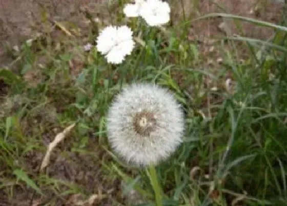 蔬菜|贵州蔬菜品种大全 贵州特色蔬菜种类及图片