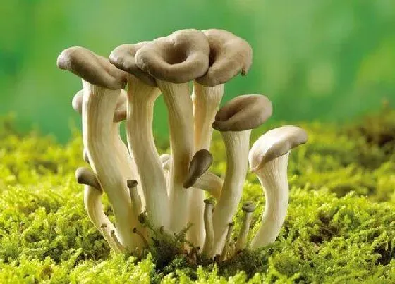 种植前景|种植蘑菇赚钱吗 种植效益与利润