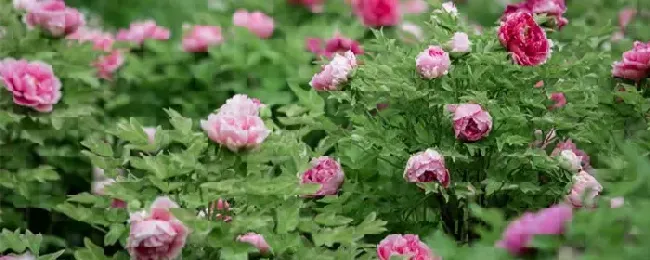 花适合什么时候浇水