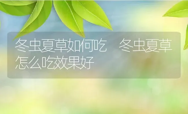 冬虫夏草如何吃 冬虫夏草怎么吃效果好 | 养殖资料投稿