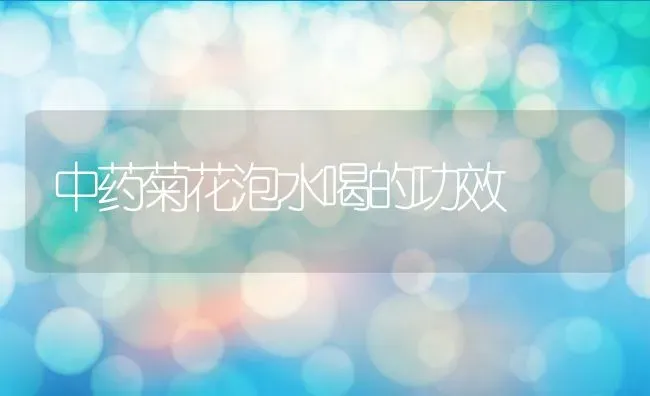 中药菊花泡水喝的功效 | 养殖资料投稿