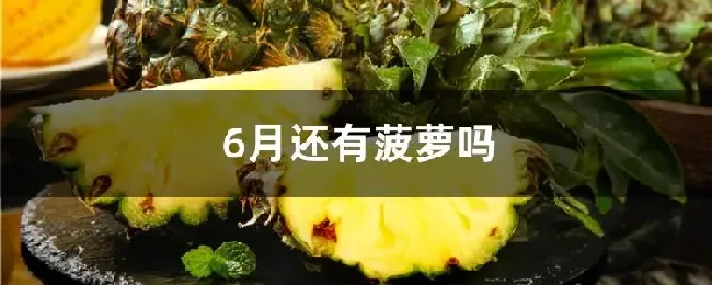 6月还有菠萝吗