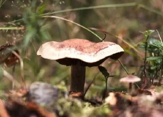 种植前景|种植蘑菇赚钱吗 种植效益与利润
