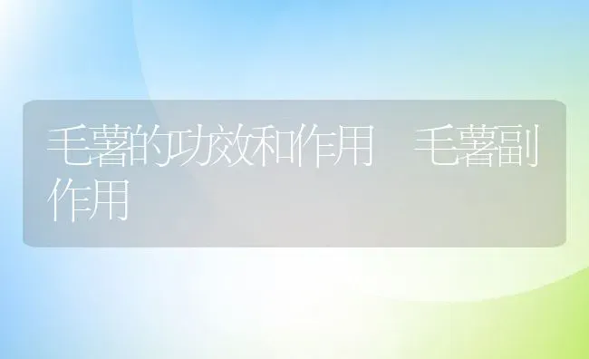 毛薯的功效和作用 毛薯副作用 | 养殖资料投稿