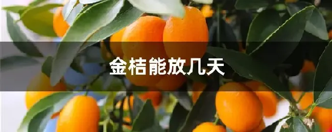 金桔能放几天