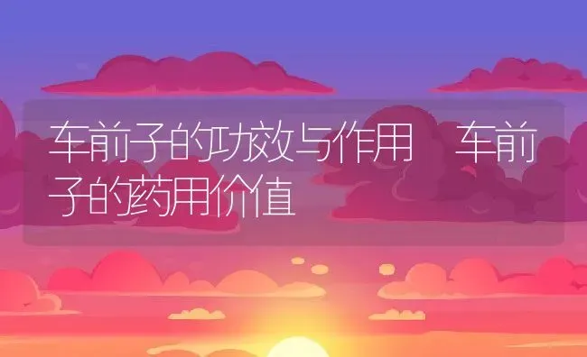 车前子的功效与作用 车前子的药用价值 | 养殖资料投稿
