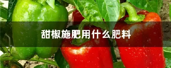 甜椒施肥用什么肥料