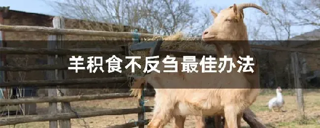 羊积食不反刍最佳办法
