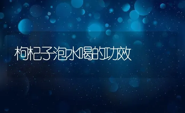 枸杞子泡水喝的功效 | 养殖资料投稿