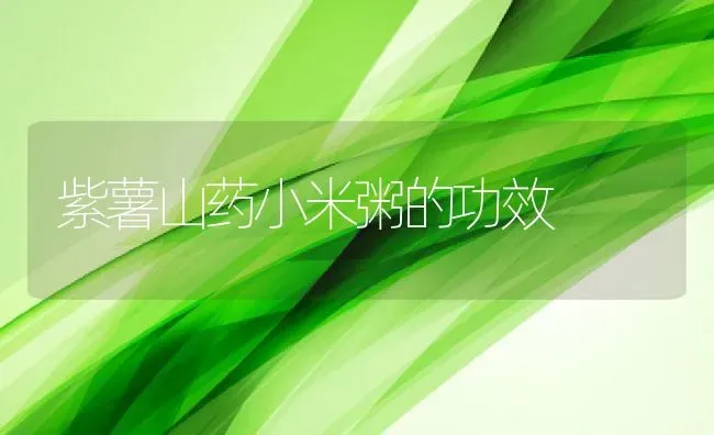 紫薯山药小米粥的功效 | 养殖资讯
