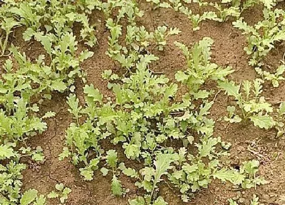 蔬菜|芥菜和雪里红是一种菜吗