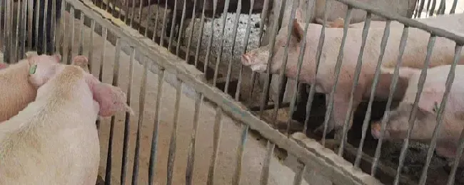 育肥猪饲料配方